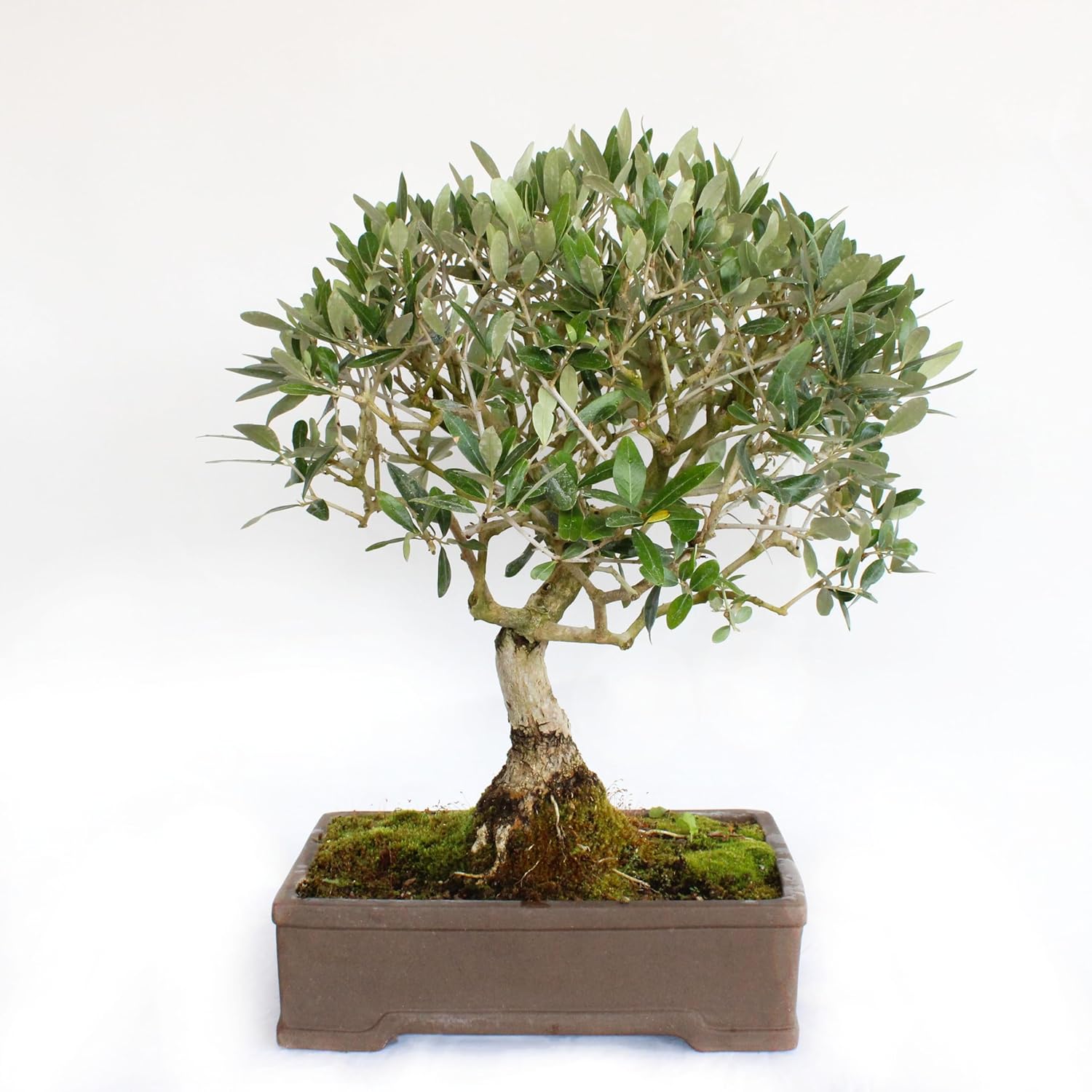 Bonsaï Olea Europaea - Bonsaï Olivier - Naturelles Plantes d'Extérieur - Pot en Céramique Artisanal - H 55-65 cm Pot Ø 35 cm Bonsaï Olea Europaea Pot Ø 35 cm