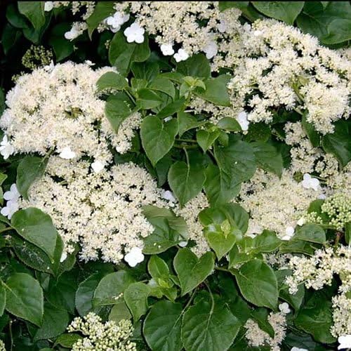Hydrangea Petiolaris - Hortensia Grimpant Résistant au Froid - Plante Grimpante à Fleurs Blanches - Plante Extérieur pour Zones Ombragées 2 litre pot (60-80cm)