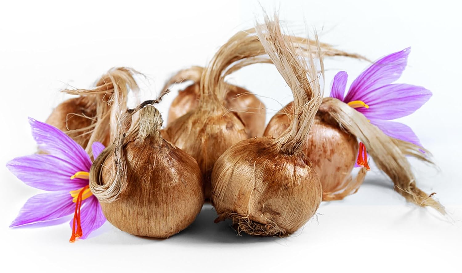 Bulbes de Safran pour Planter votre Propre Safran 500g, Bulbes de Fleurs d'Extérieur pour Planter dans Votre Jardin d'Intérieur et d'Extérieur Votre Propre Safran en Fils d'Espagne