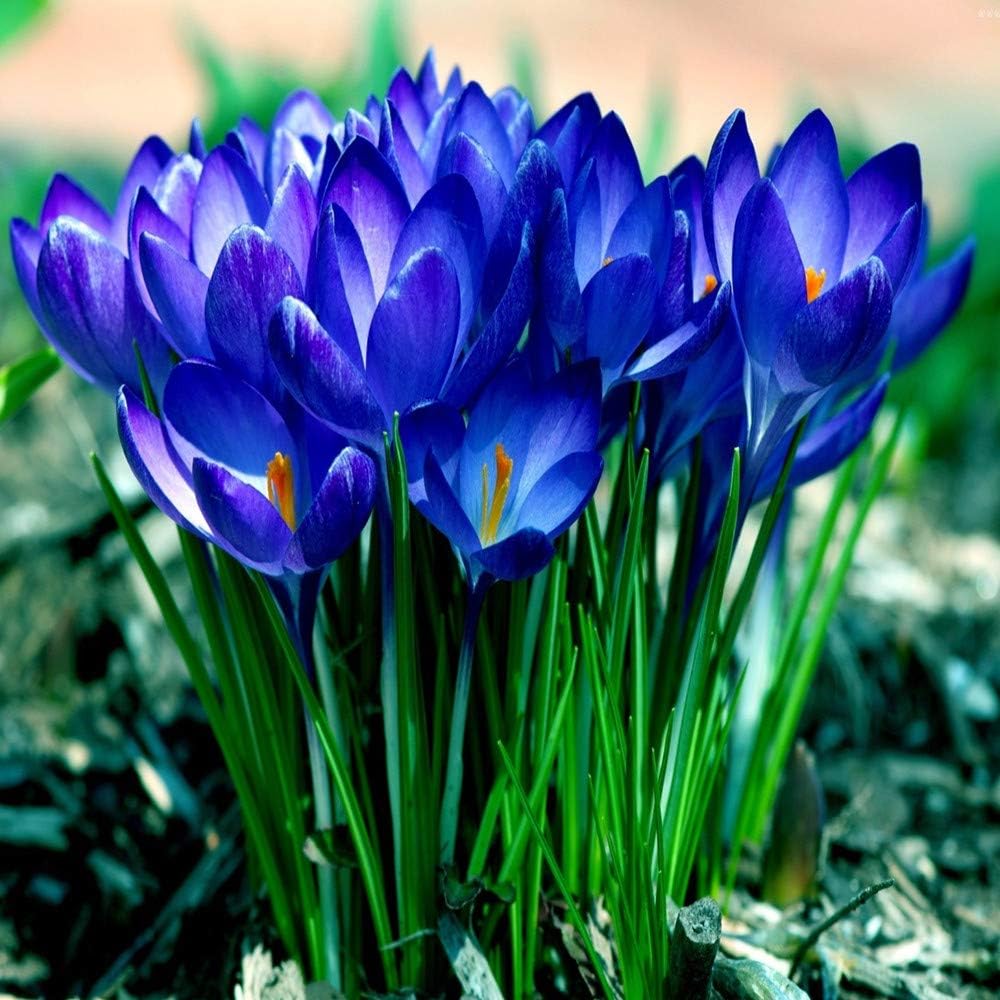 Bulbes de crocus au safran pour la plantation (10, bleu) 10 bleu