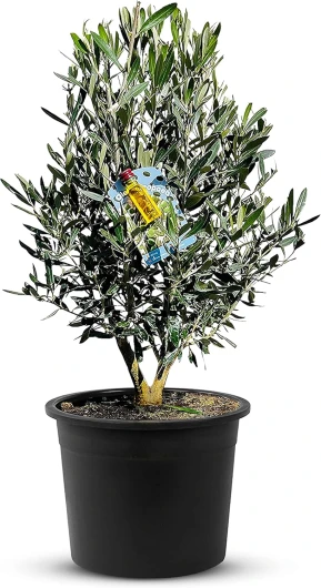 Tropictrees Olivier haute tige buisson Olea Europea au tronc lisse adaptable et à la forme ludique, véritable olivier buisson avec de véritables olives comestibles