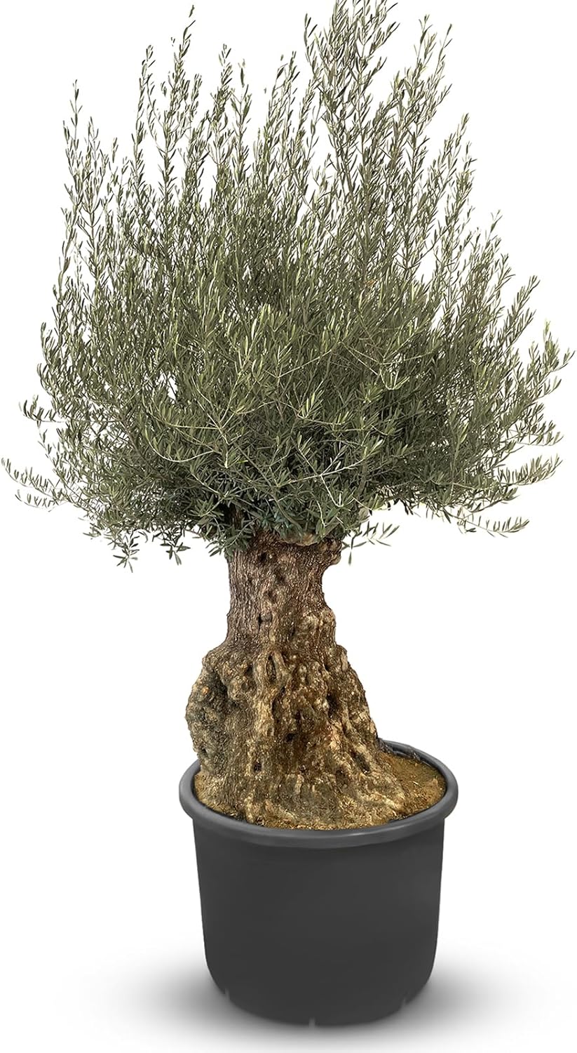 Olea Europea Olivier - Bonsaï d'olivier rustique 250 centimètres avec pot - 150 ans d'âge - donne des olives 240 cm 140 ans