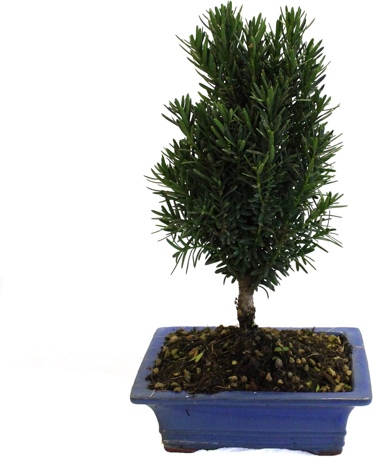 Bonsaï Taxus Cuspidata - Véritables Plantes d'Extérieur - Pot en Céramique Artisanal - Pot Ø 19 cm H 30-35 cm