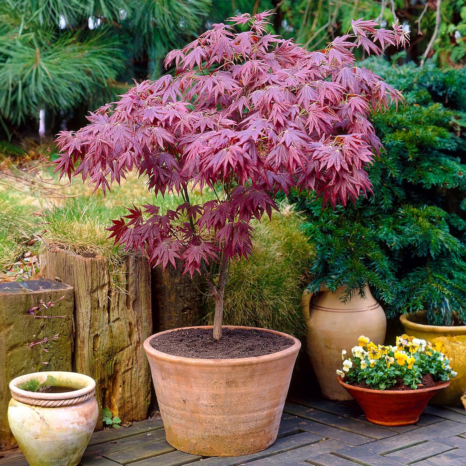 1 ACER "ATROPURPUREUM" ÉRABLE JAPONAIS VIOLET ARBUSTE DE JARDIN EN POT