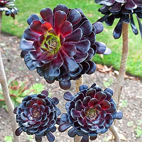 Pink Tin Rare Aeonium Arboreum Bonsai Atropureum Seeds Indoor Bonsai Flower Plant for Home Garden Decoration Decorative Plant 100 Pieces: Only Seeds