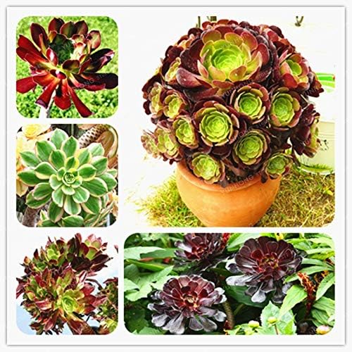100 PCS Rare Aeonium Arboreum Atropureum Bonsai The world & # 39; s rare flowers Bonsai Atropureum Bonsai Home garden plants: Only Seeds