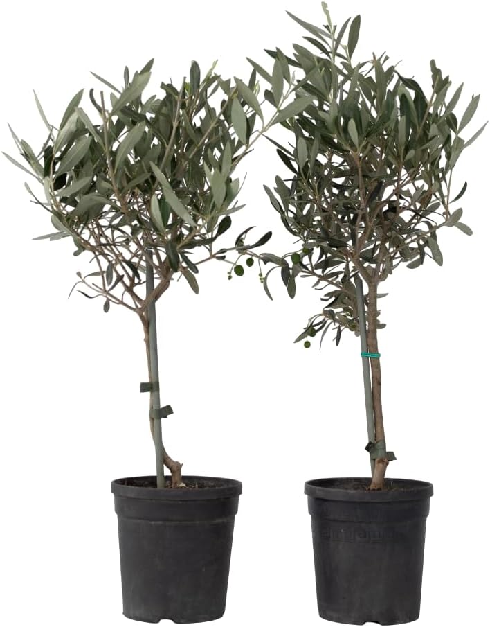 Olea Europaea - Olivier - exterieur - Set de 2 - Pot 14cm - Hauteur 50-60cm