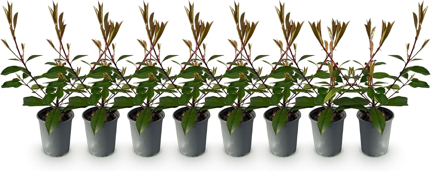 GreenboutiQ - Plantes de haie - Photinia fraseri Red Robin - feuillage rouge vert - 8 plantes - 1 mètre linéaire - persistant - pot 9cm hauteur 30-35cm