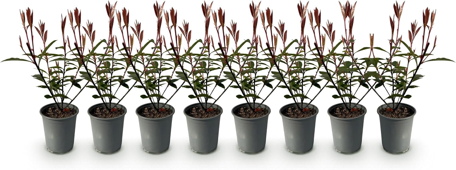 GreenboutiQ - Plantes de haie - Photinia fraseri Carre Rouge - feuillage rouge vert - 8 plantes - 1 mètre linéaire - persistant - pot 9cm hauteur 30-35cm
