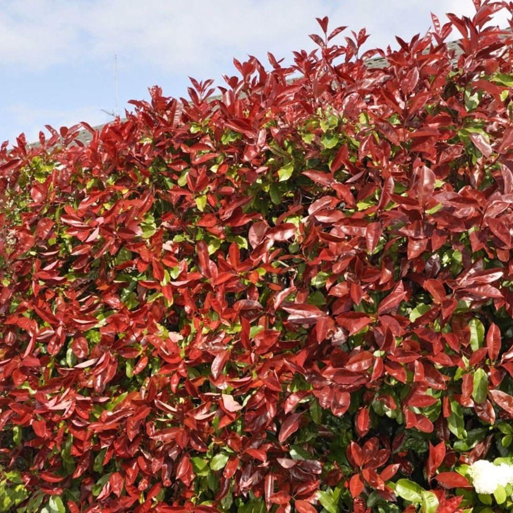 Photinia fraseri 'Red Robin' Arbuste - Haie de confidentialité persistante, Plante de jardin à croissance rapide, Arbuste extérieur à feuilles rouges robuste pour écran 25 9cm pot (30-50cm)
