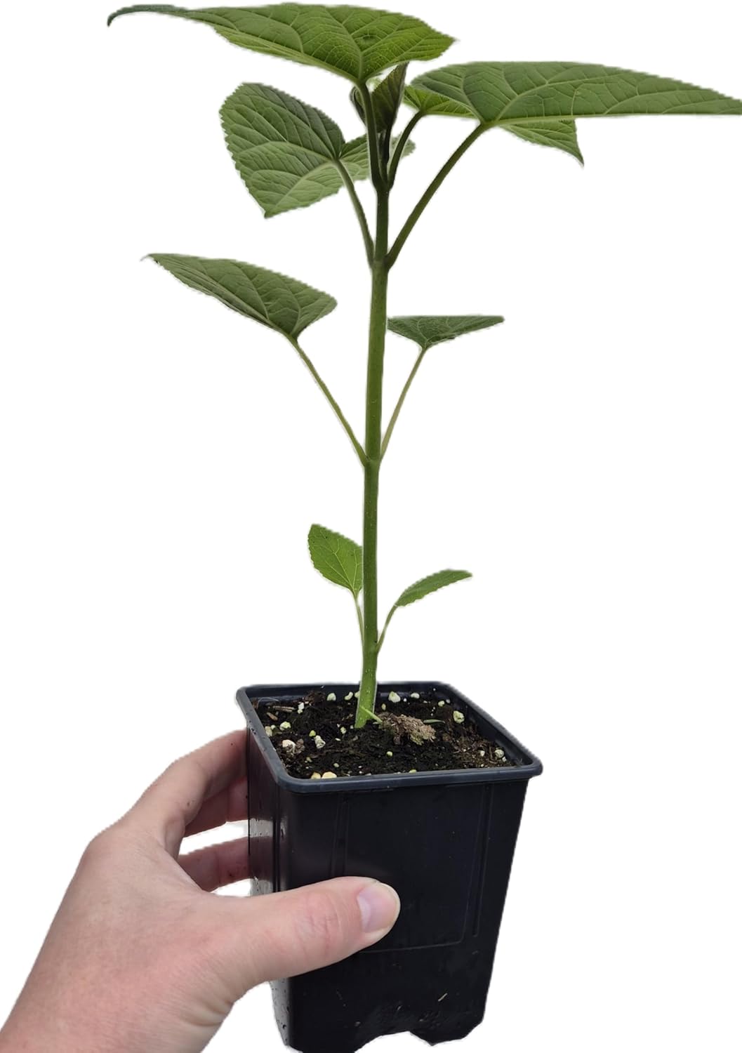 Paulownia Tomentosa, kiri, arbre bleu, arbre impérial, croissance rapide, résistant à l'hiver