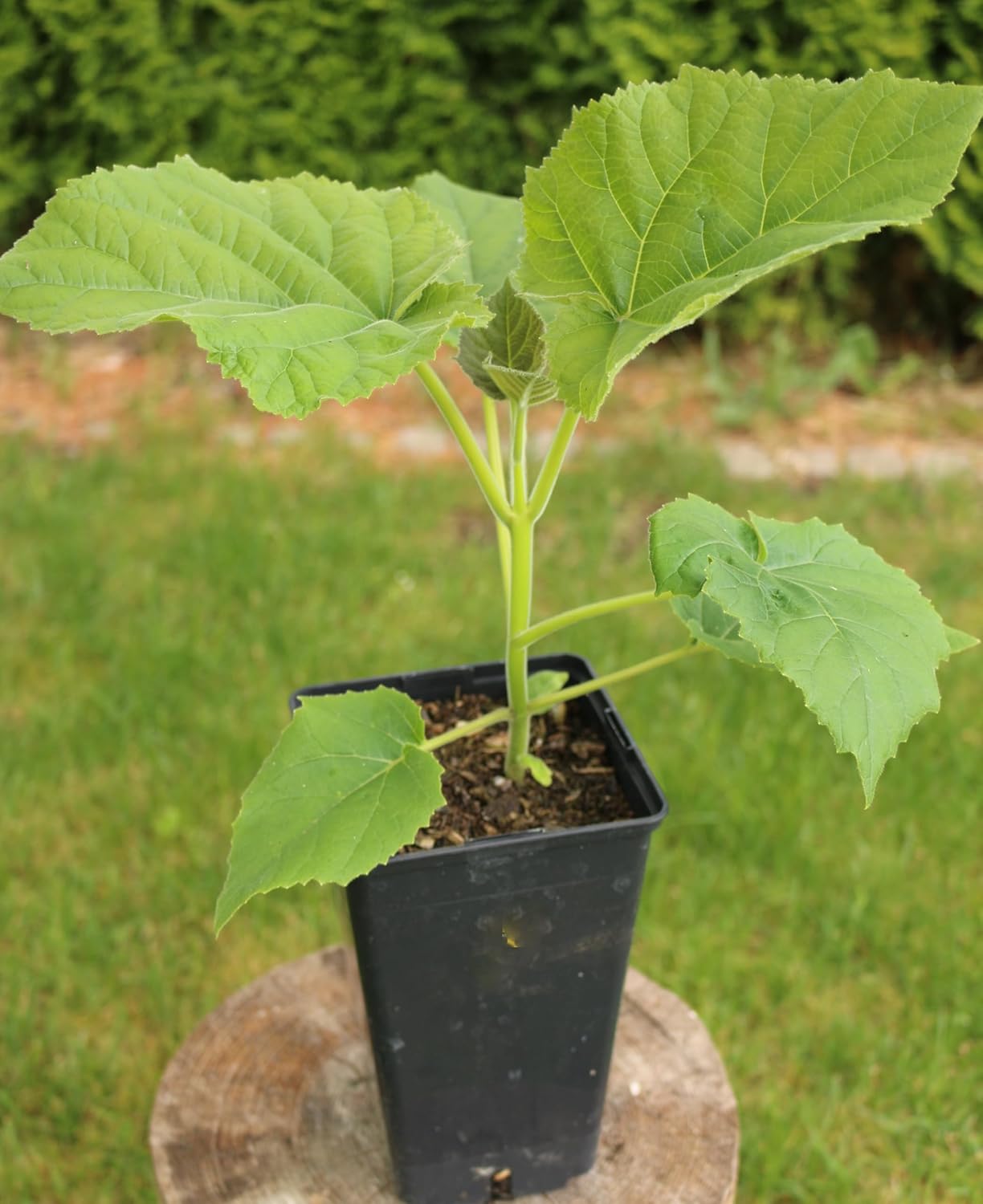 Kiribaum, Paulownia Pao Tong Z07, arbre à croissance rapide, résistant à l'hiver jusqu'à -33 °C