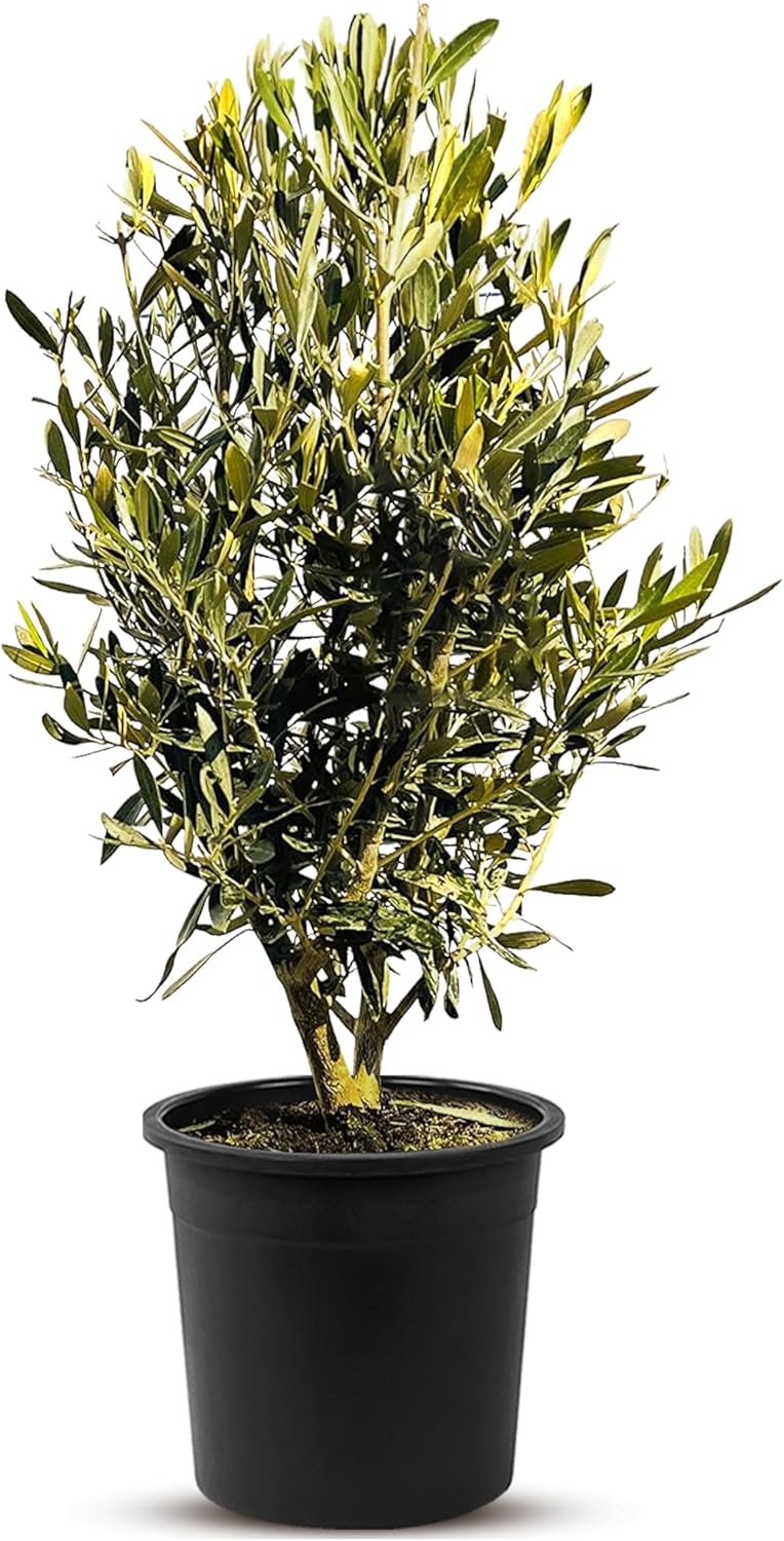 Olivier Olea Europea en forme d'arbuste - Olivier à feuilles persistantes - Résistant au froid -18 - Hauteur 80-100 cm avec pot - A+