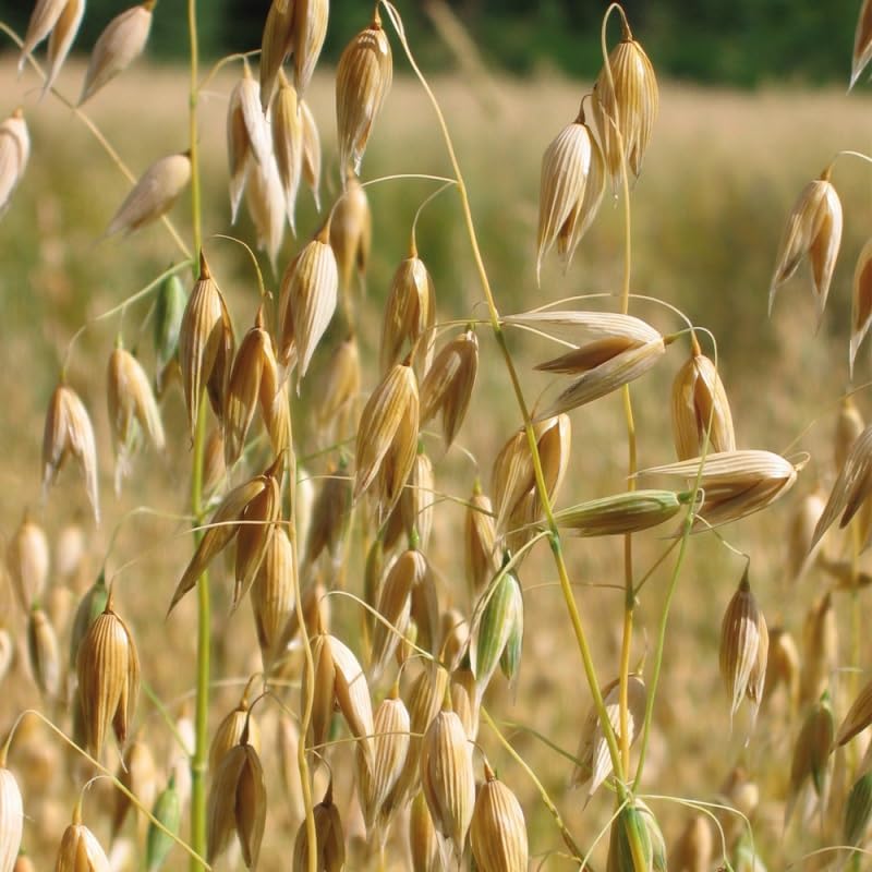 200 Graines d'Avoine de Printemps - Avena Sativa BIO - Duffy BIO - Céréale Certifié BIO - Alimentation Fourrage Engrais - Jardin - 308