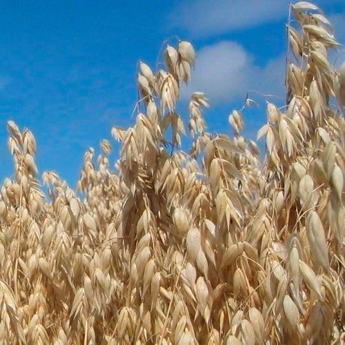200 Graines d'Avoine d'HIVER - Avena Sativa BIO - Céréale Certifié BIO - Alimentation Fourrage Engrais - Jardin - 319