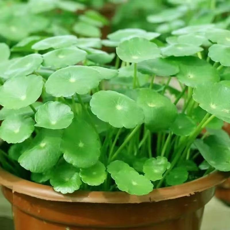 RIVORDE 200 Graines De Pennywort, Herbe à Argent, Graines De Culture en Eau, Graines De Fleurs Cultivées en Hydroponie Et en Terre, Plantes en Pot pour Jardin Et Balcon Quatre Saisons,200 PCS 200pcs