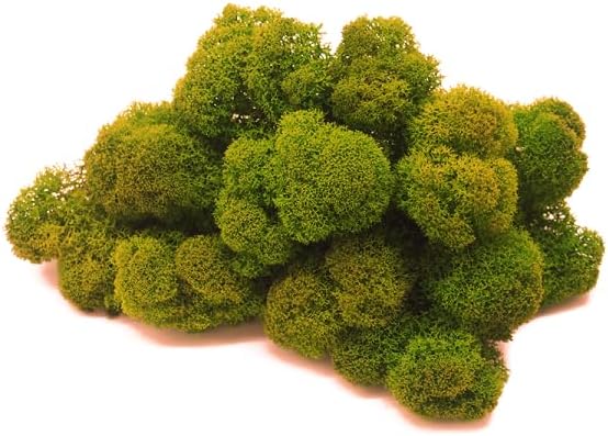 Mousse de Renne stabilisée, Lichen de Renne Mur Vegetal Interieur, Cadre Vegetal, Terrarium, Decoration Naturelle, DIY, Tableau Vegetal, compositions Florales (Mousse, 50 grammes) 50 grammes Mousse