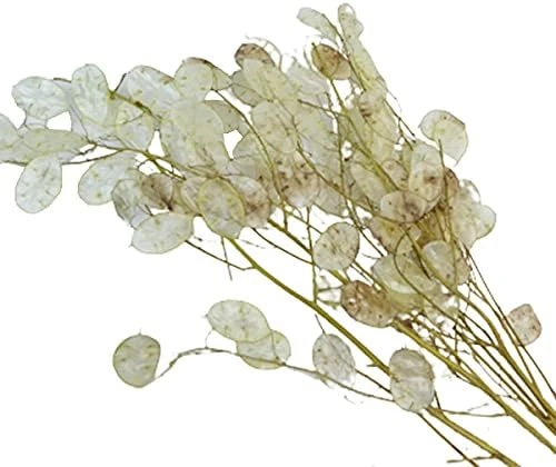 Zelda Bomboniere Lunaria Gr 40 Fleurs séchées Naturelles Stabilisées Composition Floral