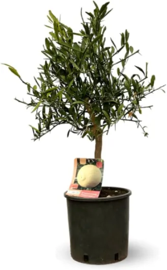 Attitude Jardin - Eremorange - citrus × sinensis - agrume méditerranéen - arbre fruitier - 75-85 cm - ⌀ 22 cm