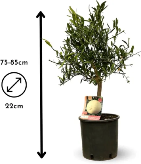 51rmeWnZiFL._AC_SL1000_