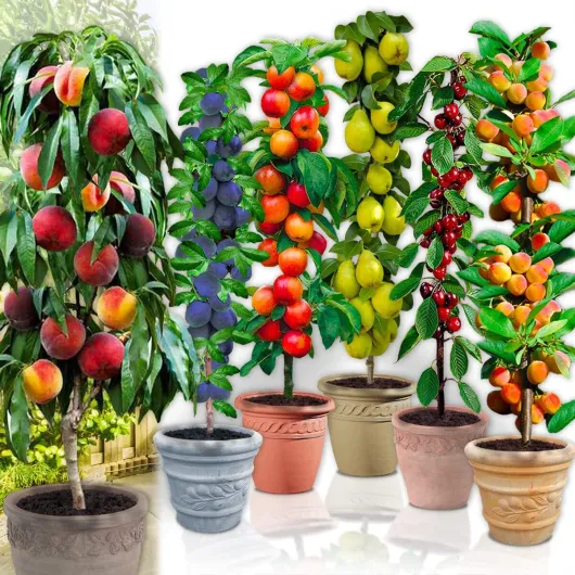 Arbres fruitiers Colonnaires - Lot de 6 arbres (cerisiers, pommiers, poiriers, abricotiers, pêcher, prunier) - 80/100 cm de hauteur - Idéal pour Balcon, terrasse, Petit Jardin 6 fruitiers (6 types)