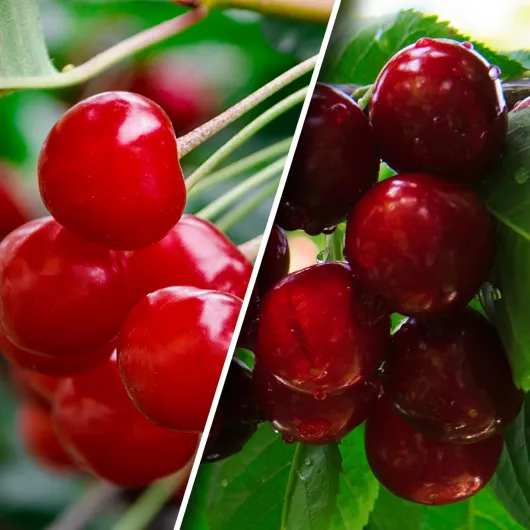 71QeMLqrFRL._AC_SL1500_