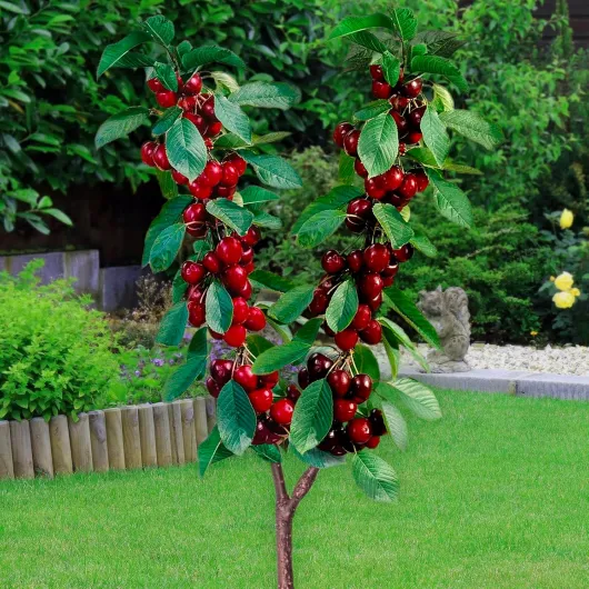 815TcaaPafL._AC_SL1500_