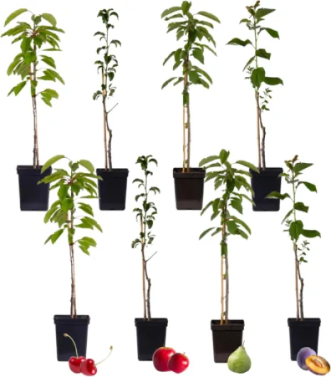 Mélange de 8 arbres fruitiers en colonne - Prunus - Pyrus - Malus - Pot 9cm - Hauteur 60-70cm