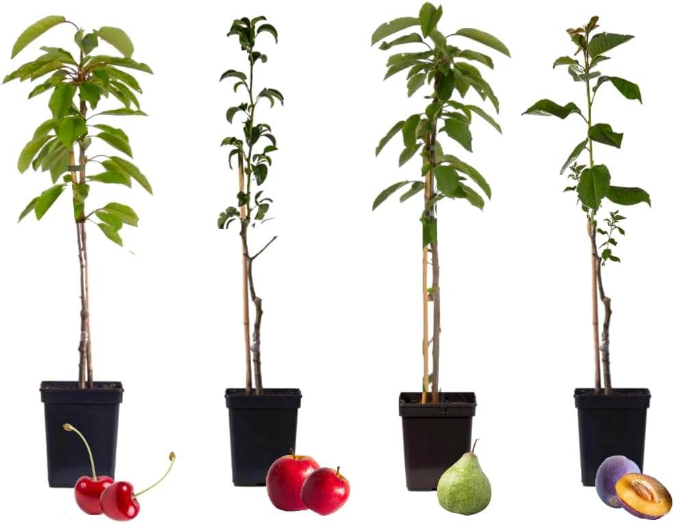 Arbres fruitiers - Lot de 4 - Pommier, Cerisier, Poirier et Prunier - Hauteur 60-70cm - Pot 9cm - Idéal balcon & jardin - Fleurs printanières et récolte rapide