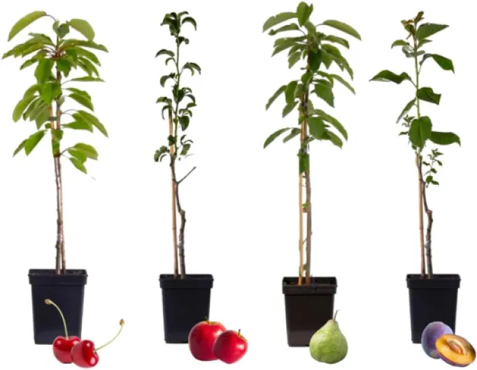 Arbres fruitiers - Lot de 4 - Pommier, Cerisier, Poirier et Prunier - Hauteur 60-70cm - Pot 9cm - Idéal balcon & jardin - Fleurs printanières et récolte rapide