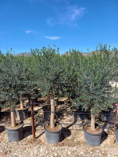 91gNSbcBwKL._AC_SL1500_