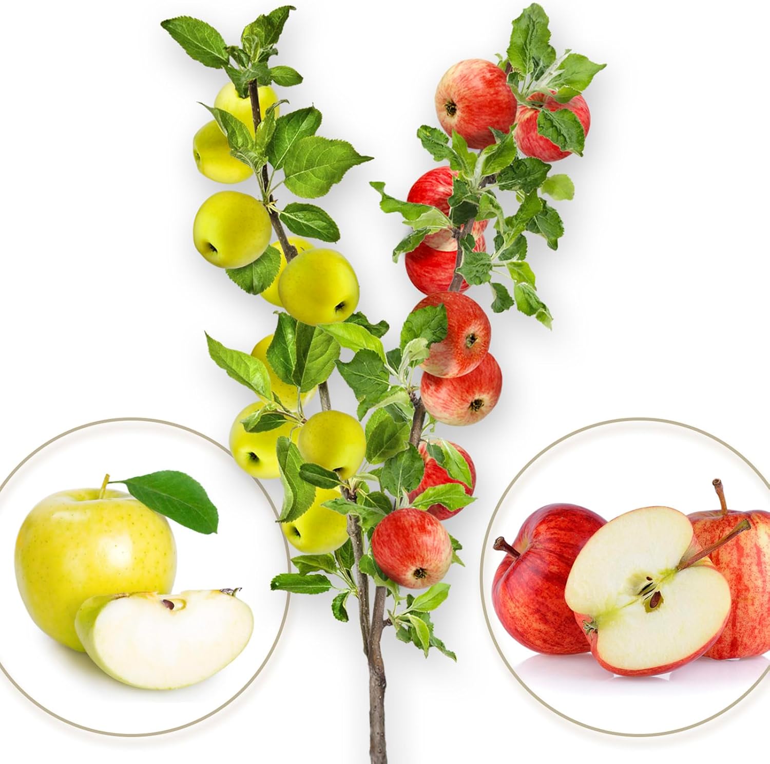 Arbre fruitier - Duo de pomme - Gala/Golden Delicious - Convient aux balcons, terrasses et petits jardins - convient aux pots et à la terre Duo pommier