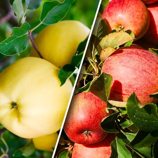 81a22FFsEBL._AC_SL1500_