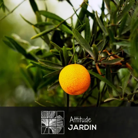 61Se3cDRlfL._AC_SL1000_