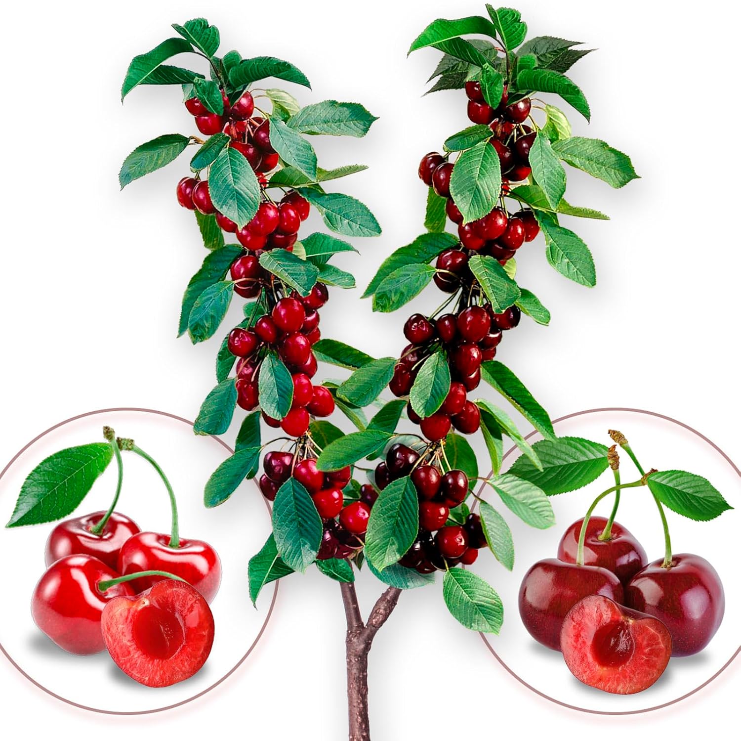 Arbre fruitier - Duo de cerise - Burlat/Bigarreau - Convient pour balcon, terrasse et petits jardins - Convient en pots et dans le jardin Duo Cerisier
