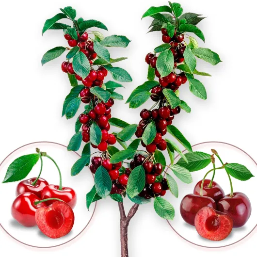 Arbre fruitier - Duo de cerise - Burlat/Bigarreau - Convient pour balcon, terrasse et petits jardins - Convient en pots et dans le jardin Duo Cerisier