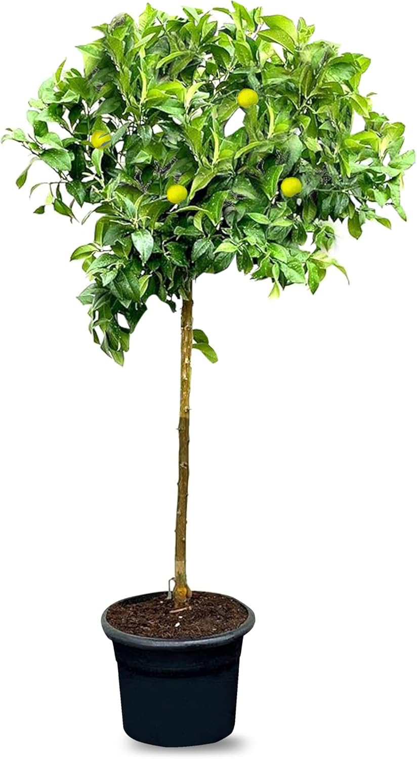 Citronnier - Citrus Lemon - Hauteur 150 cm - Arbre fruitier - Citrus Tree - A+ 160 cm Citron