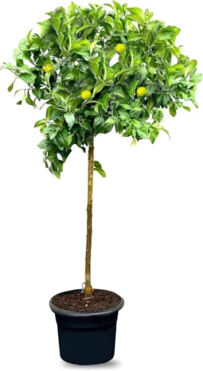 Citronnier - Citrus Lemon - Hauteur 150 cm - Arbre fruitier - Citrus Tree - A+ 160 cm Citron