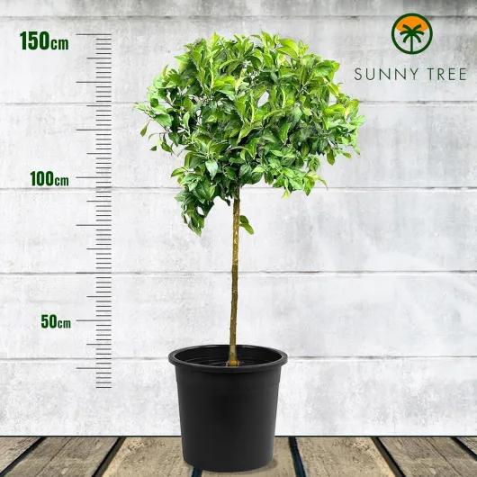 81rFRXkMyML._AC_SL1500_