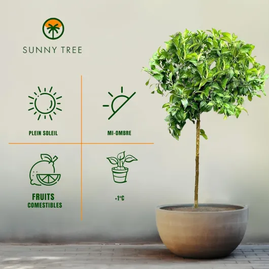 81O6flCrkbL._AC_SL1500_