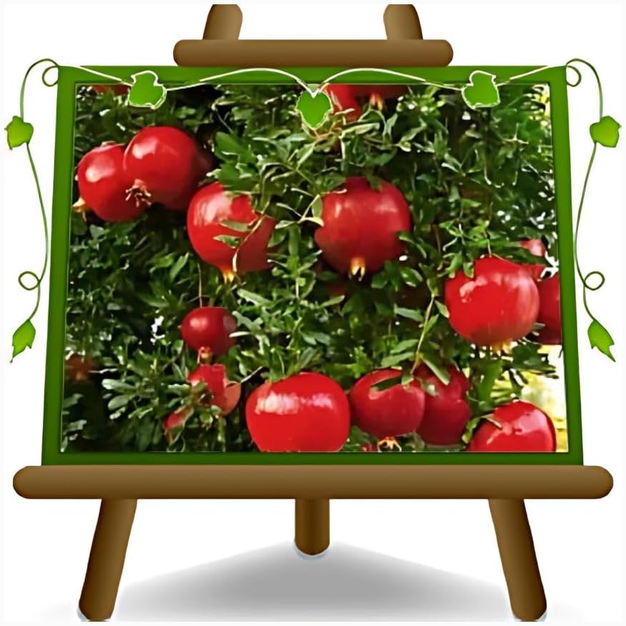 Grenadier Wonderful plante fruitière en pot 26 cm hauteur maximale 180 cm - Âge 4 ans