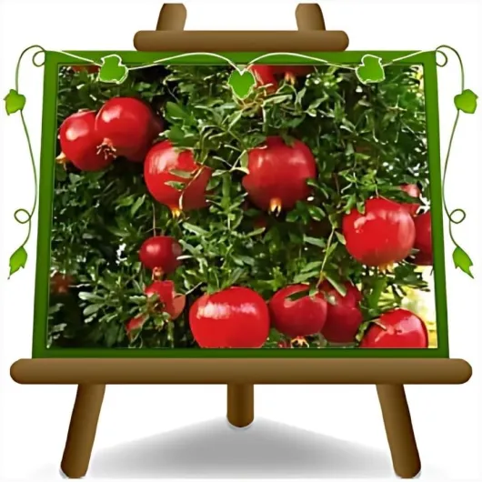 Grenadier Wonderful plante fruitière en pot 26 cm hauteur maximale 180 cm - Âge 4 ans