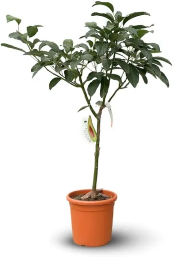 Attitude Jardin - Avocatier - persea americana - arbre fruitier - 90-100 cm - ⌀ 22 cm