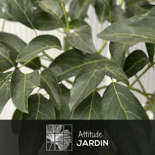 61L2RxFj2lL._AC_SL1000_