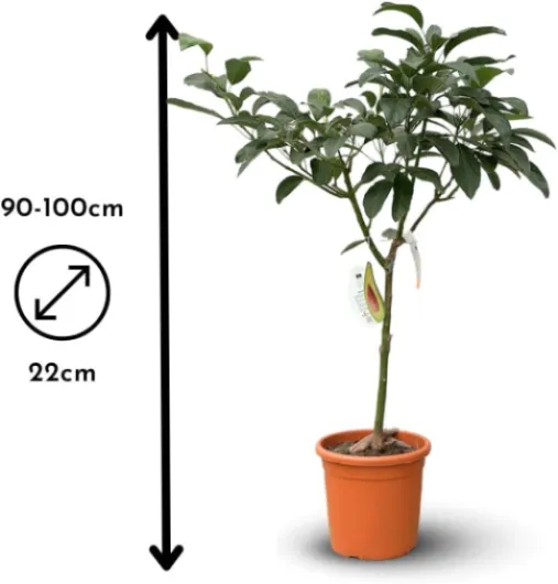 51vi3c rU4L._AC_SL1080_