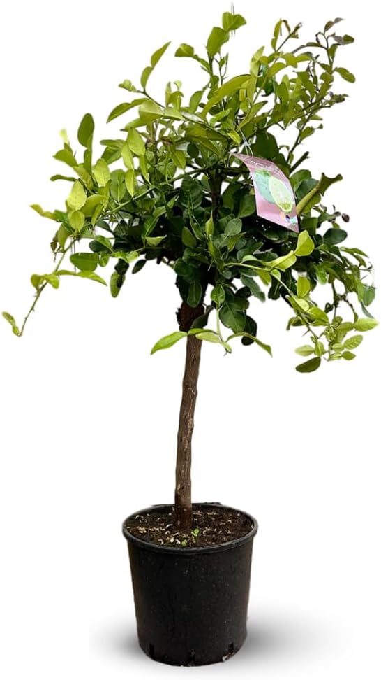 Attitude Jardin - Combava - citrus hystrix - agrume méditerranéen - arbre fruitier - 110-120 cm - ⌀ 24 cm
