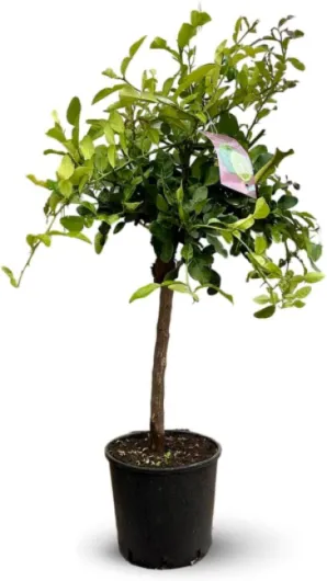 Attitude Jardin - Combava - citrus hystrix - agrume méditerranéen - arbre fruitier - 110-120 cm - ⌀ 24 cm