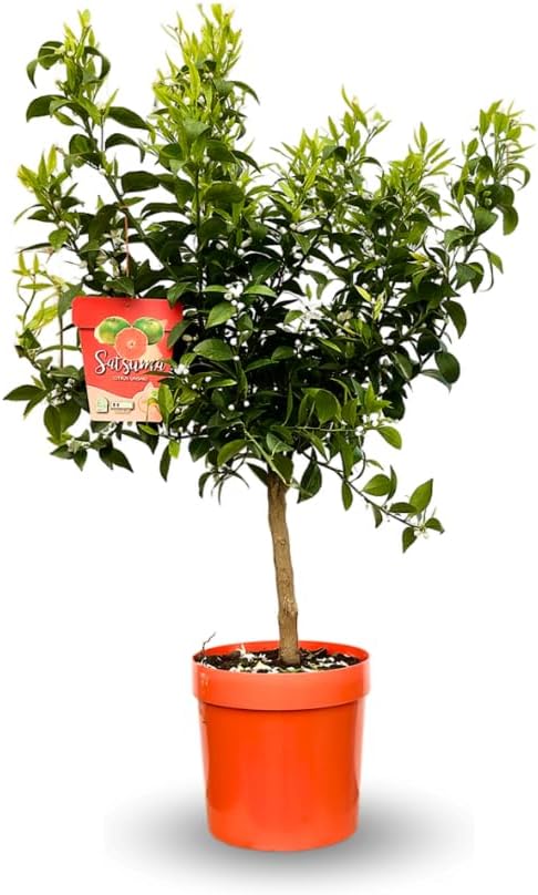 Attitude Jardin - Mandarinier Satsuma - citrus unshiu - agrume méditerranéen - arbre fruitier - 75-85 cm - ⌀ 22 cm - résiste au gel