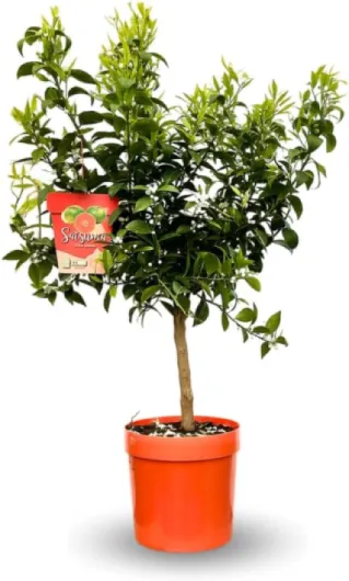 Attitude Jardin - Mandarinier Satsuma - citrus unshiu - agrume méditerranéen - arbre fruitier - 75-85 cm - ⌀ 22 cm - résiste au gel