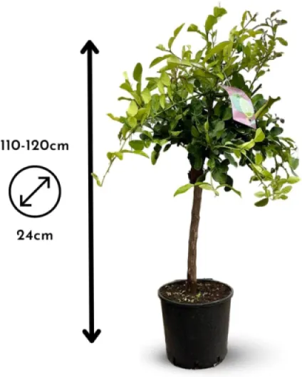 51SIDVM h6L._AC_SL1000_